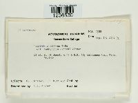 Puccinia ellisiana image