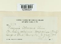 Puccinia ellisiana image