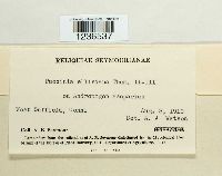 Puccinia ellisiana image