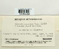 Puccinia ellisiana image