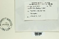 Puccinia ellisii image