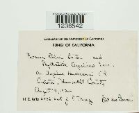 Puccinia ellisii image