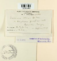 Puccinia ellisii image