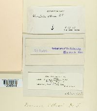 Puccinia ellisii image