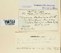 Puccinia ellisii image