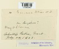 Puccinia ellisii image