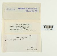 Puccinia ellisii image