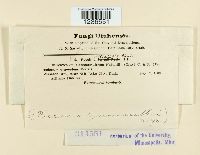 Puccinia ellisii image