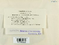 Puccinia ellisii image