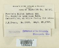 Puccinia ellisii image