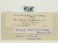 Puccinia emaculata image