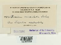 Puccinia emaculata image