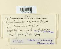 Puccinia emaculata image