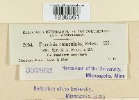 Puccinia emaculata image