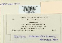 Puccinia emaculata image