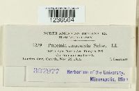 Puccinia emaculata image