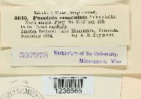 Puccinia emaculata image