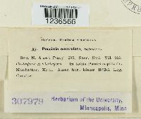 Puccinia emaculata image