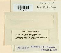 Puccinia emaculata image