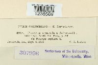 Puccinia emaculata image