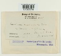 Puccinia emaculata image