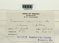 Puccinia emaculata image