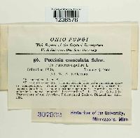 Puccinia emaculata image