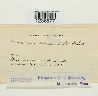 Puccinia emaculata image