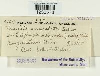 Puccinia emaculata image