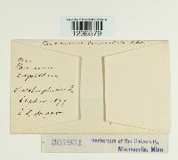 Puccinia emaculata image