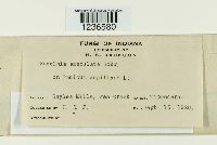 Puccinia emaculata image