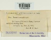 Puccinia emaculata image