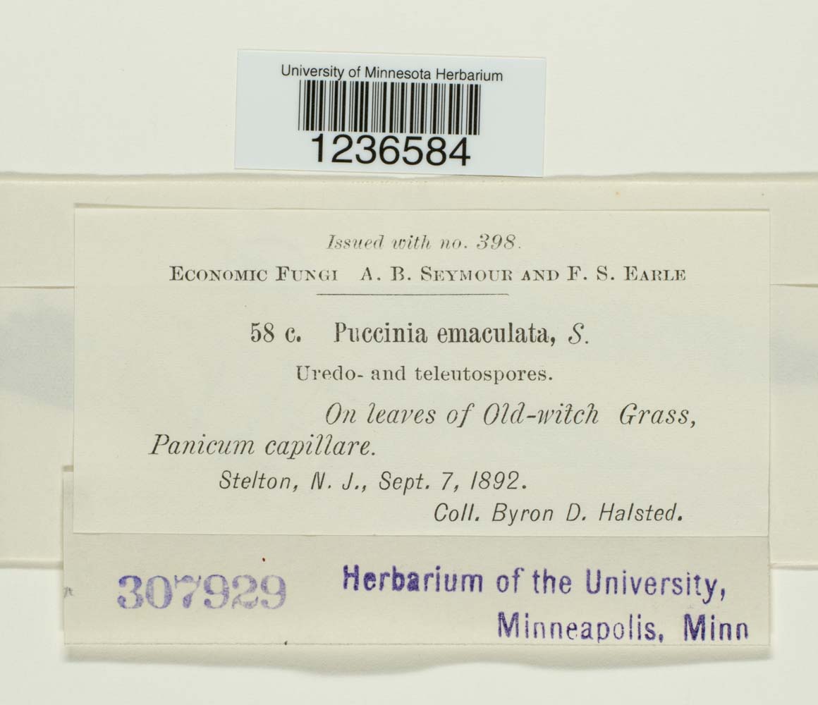 Puccinia emaculata image