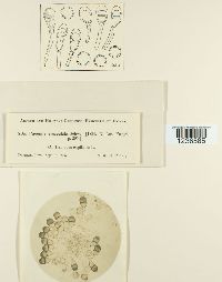 Puccinia emaculata image