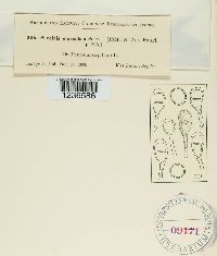 Puccinia emaculata image