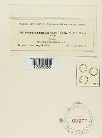 Puccinia emaculata image