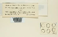 Puccinia emaculata image