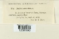 Puccinia emaculata image