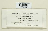 Puccinia emaculata image