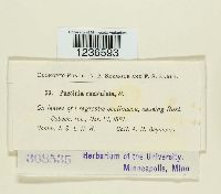 Puccinia emaculata image