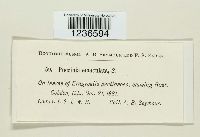 Puccinia emaculata image