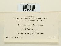 Puccinia emaculata image