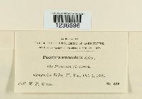 Puccinia emaculata image