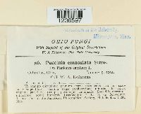 Puccinia emaculata image