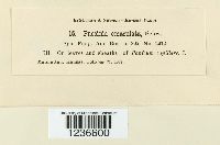 Puccinia emaculata image