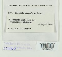 Puccinia emaculata image