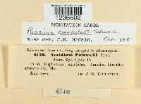 Puccinia emaculata image