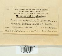 Puccinia epiphylla image