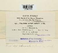 Puccinia extensicola var. asteris image