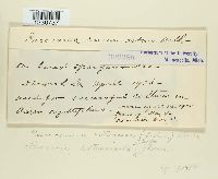 Puccinia extensicola var. asteris image